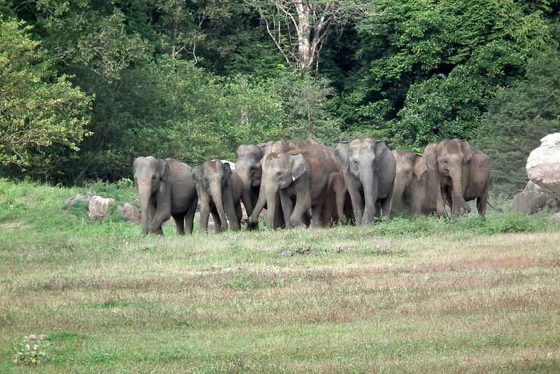 The park’s large population of Asian elephants is a sight to behold.