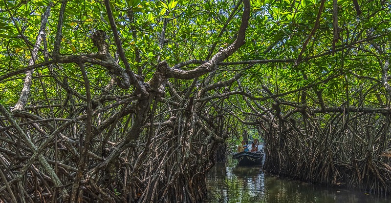 The Madu River boasts numerous islets that beg to be explored. As your boat navigates through the waterways, you’ll encounter intriguing islets, each with its unique charm. One such islet is the Cinnamon Island, where traditional cinnamon cultivation takes place.