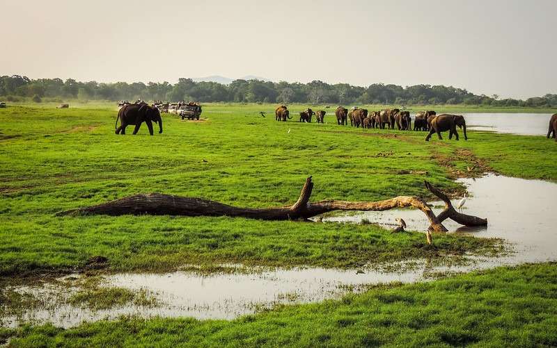Located in the heart of Sri Lanka’s Cultural Triangle, Minneriya National Park stands as a testament to the country’s rich biodiversity and natural beauty. Spanning an area of approximately 8,890 hectares, this protected sanctuary is a haven for wildlife enthusiasts and nature lovers alike.