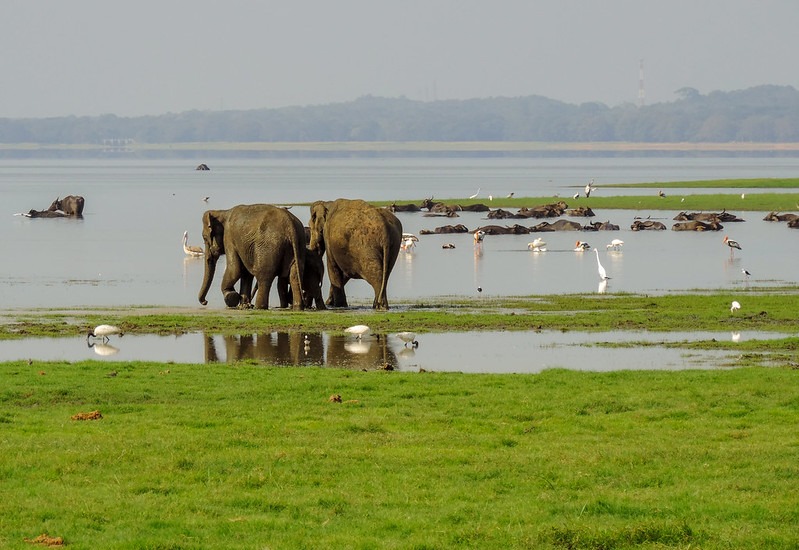 Renowned for its remarkable elephant gatherings and stunning landscapes, Minneriya National Park offers a captivating glimpse into Sri Lanka’s natural heritage.