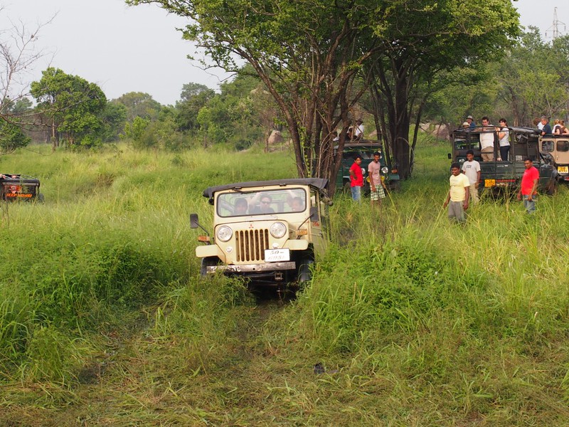 To fully experience the wonders of Minneriya National Park, guided safaris are available, allowing visitors to explore the park’s diverse ecosystems while ensuring minimal disturbance to the wildlife