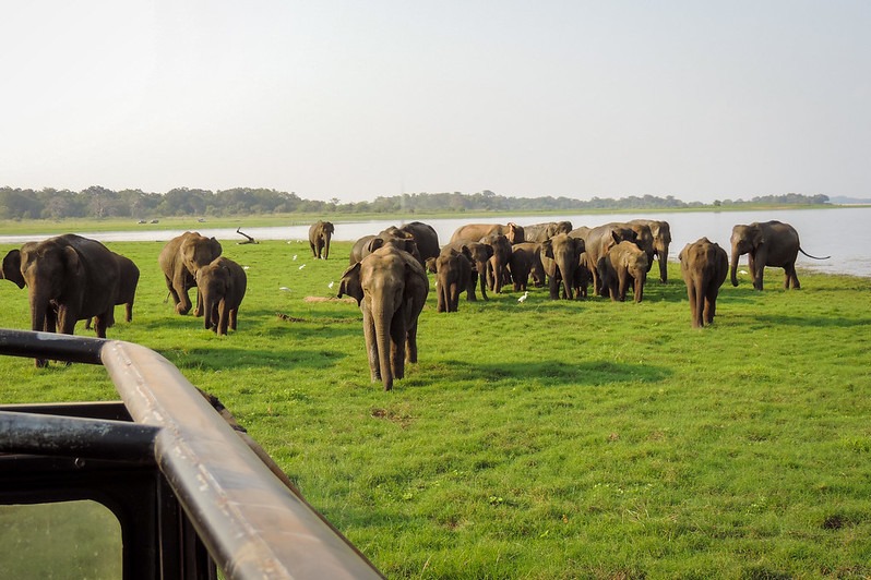 This natural phenomenon offers a rare opportunity to witness hundreds of elephants, both adults and playful calves, congregating near the Minneriya Tank. It is a truly awe-inspiring spectacle that has earned Minneriya its reputation as one of the best places in the world to observe wild elephants.