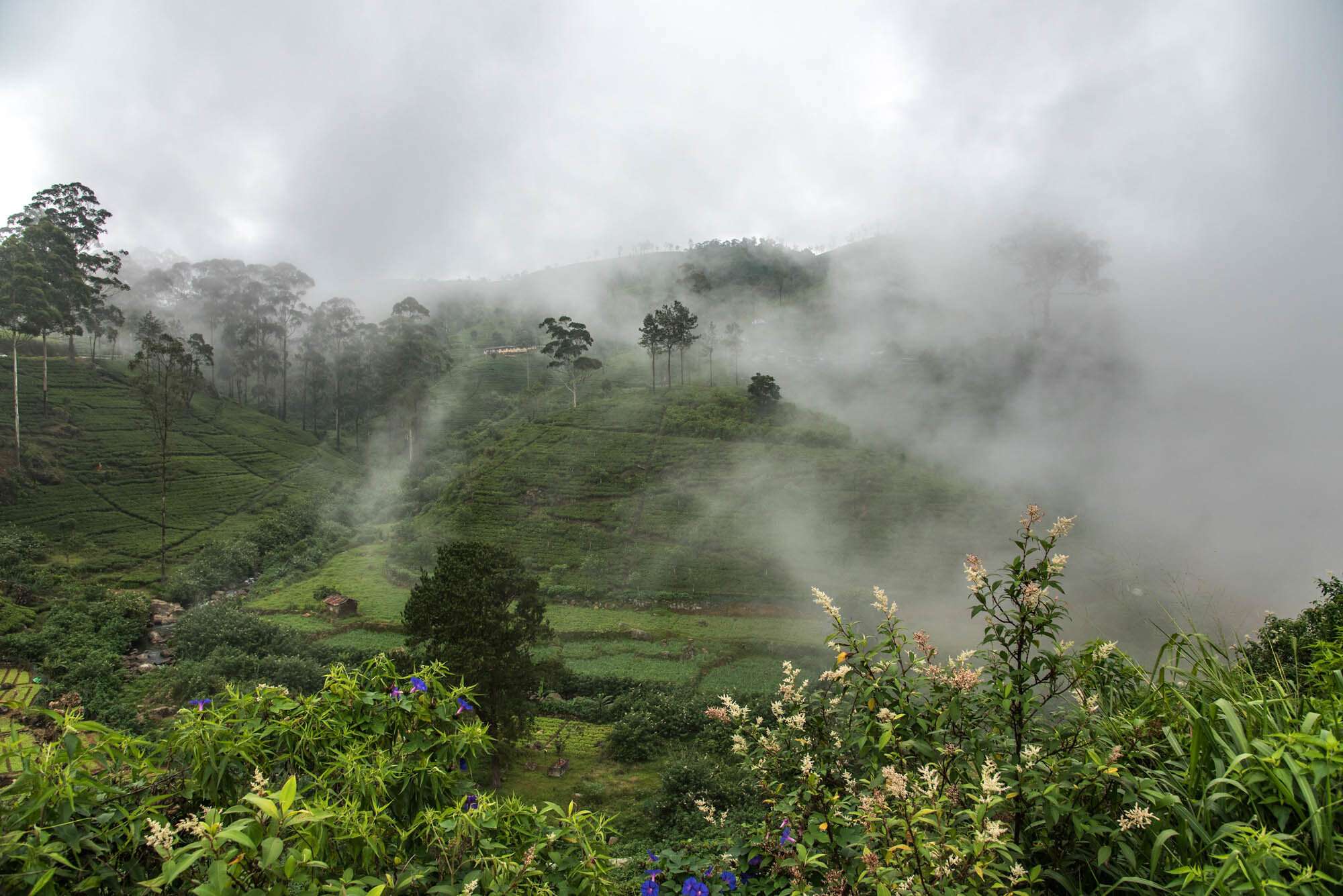 Tucked away in the misty hills of Sri Lanka’s central highlands lies a picturesque town that captivates visitors with its scenic beauty, colonial charm, and cool climate—Nuwara Eliya. Known as “Little England,”