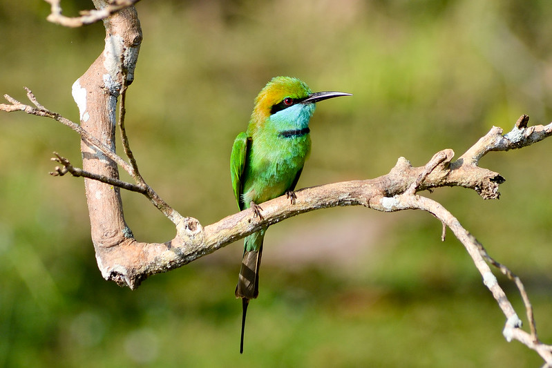 Bird enthusiasts will also be delighted by the park’s avian inhabitants, which include over 200 species, ranging from eagles and owls to colorful kingfishers and painted
