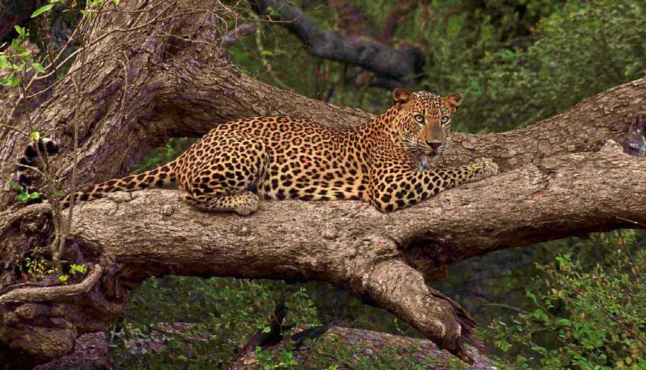 Nestled in the southeastern corner of Sri Lanka lies a natural gem that mesmerizes visitors with its unparalleled biodiversity and breathtaking landscapes—Yala National Park. Spanning an impressive 979 square kilometers, Yala National Park is the most visited and second-largest national park in Sri Lanka.