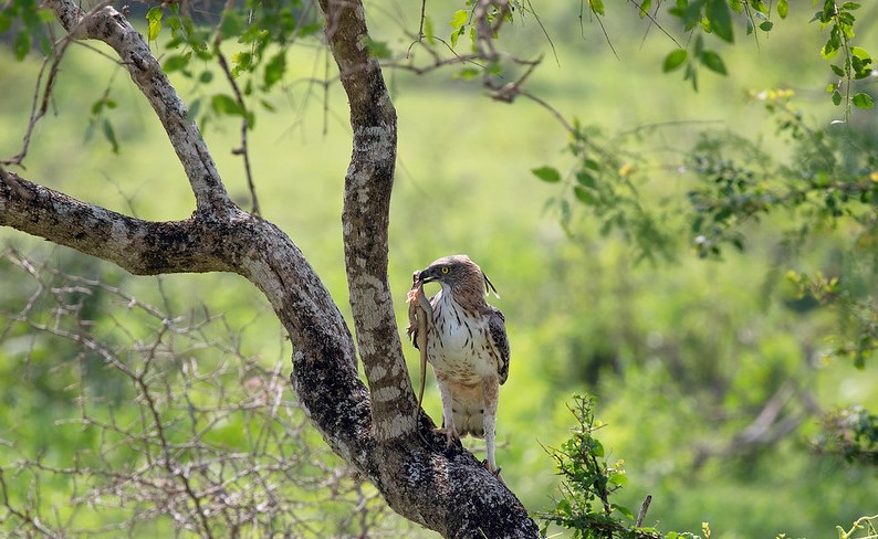 The avian population in Yala National Park is equally impressive, with over 200 bird species recorded. Birdwatchers can feast their eyes on both resident and migratory birds, including the Sri Lankan junglefowl, painted stork, lesser adjutant, black-necked stork, and the magnificent Indian peafowl. The park’s coastal lagoons and wetlands attract a variety of water birds, making it a bird lover’s paradise.