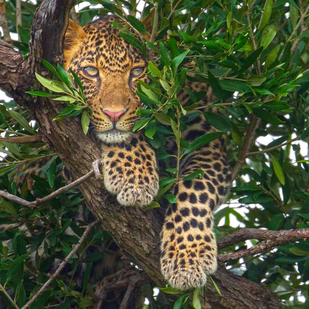 The leopard population in Yala is one of the highest densities in the world,